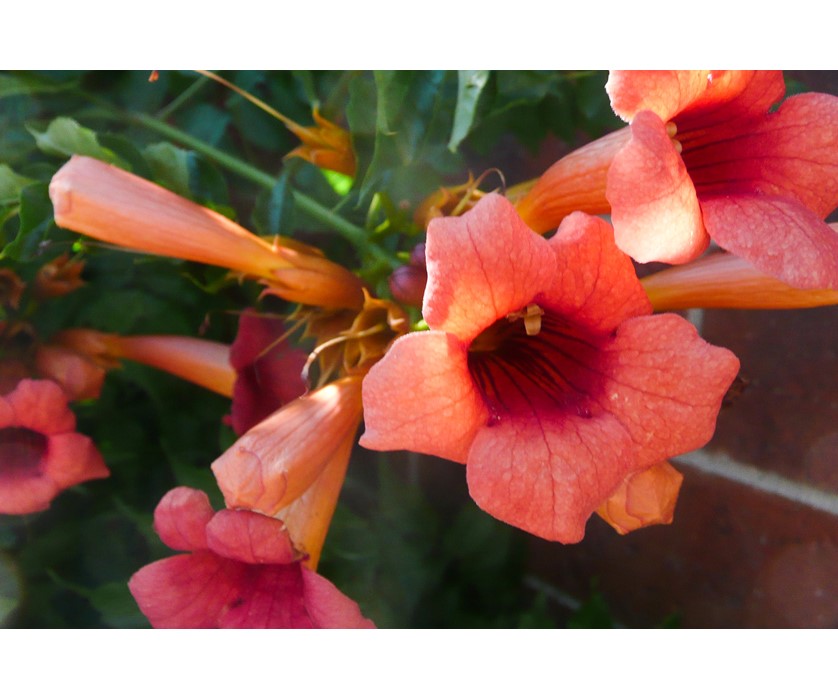 Trumpet Vine